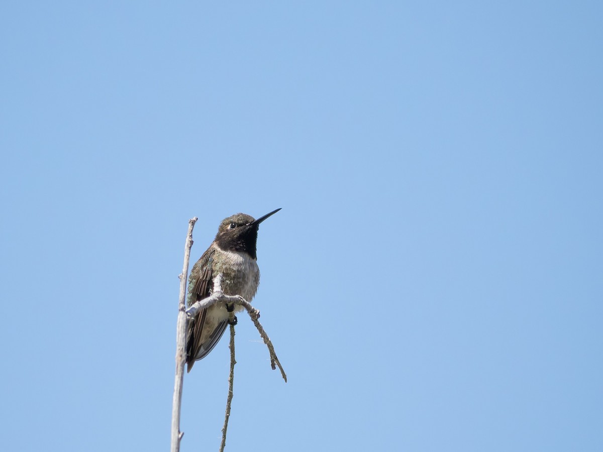 Black-chinned Hummingbird - ML620522919