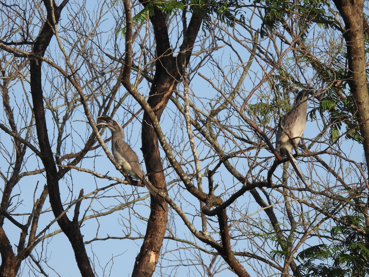 Indian Gray Hornbill - ML620522921