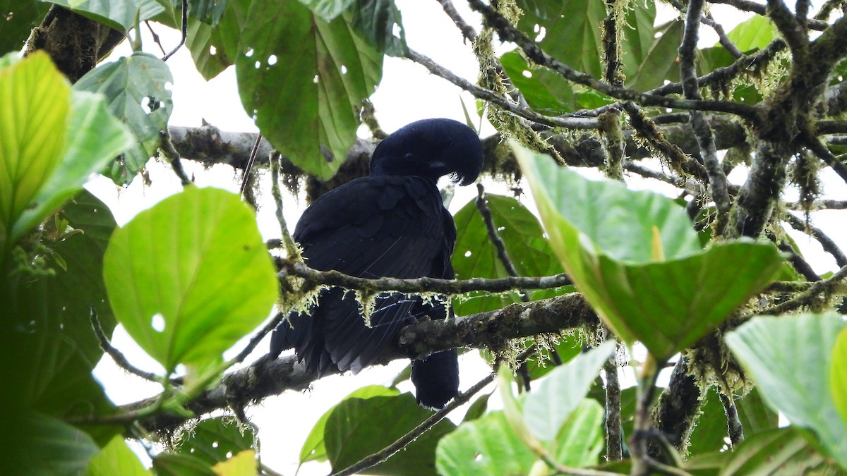 Эквадорская зонтичная птица - ML620522923