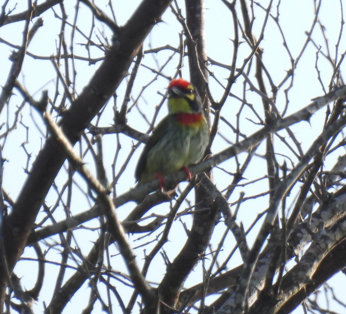 Coppersmith Barbet - ML620522926