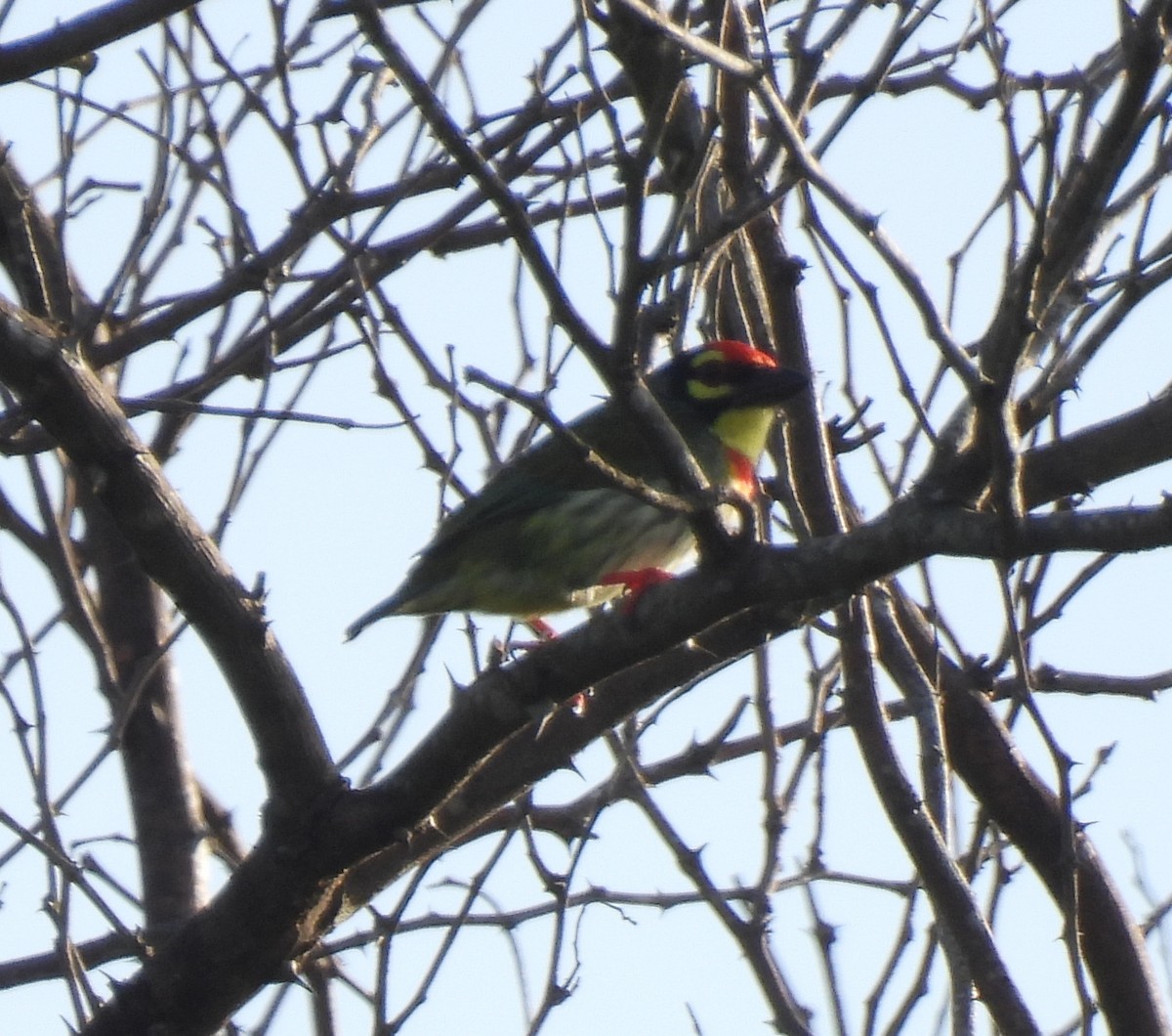 Coppersmith Barbet - ML620522927