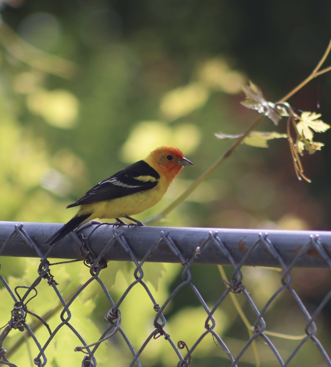 Western Tanager - ML620522928