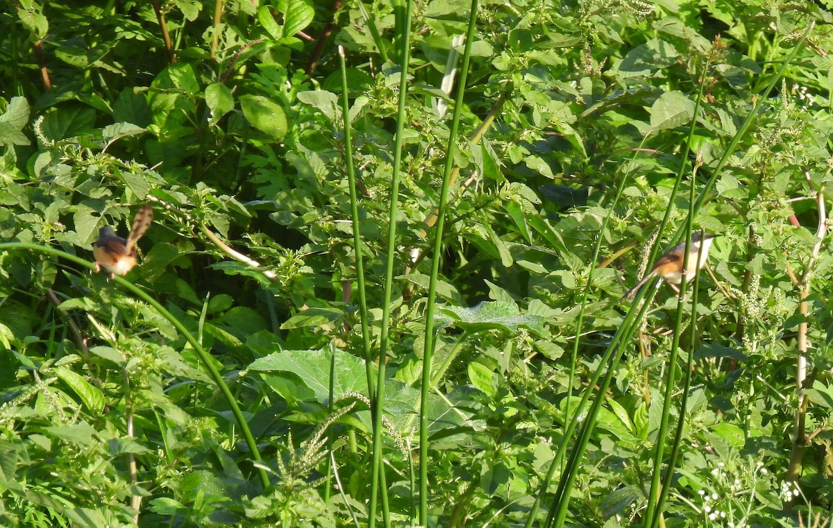 Ashy Prinia - ML620522930