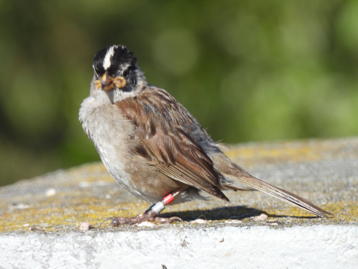 White-crowned Sparrow - ML620522931