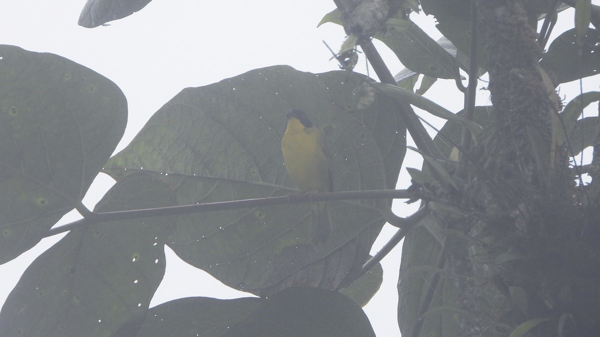 Olive-crowned Yellowthroat - ML620522934