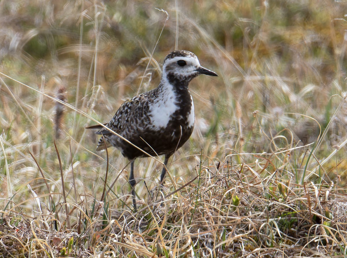 American Golden-Plover - ML620522935