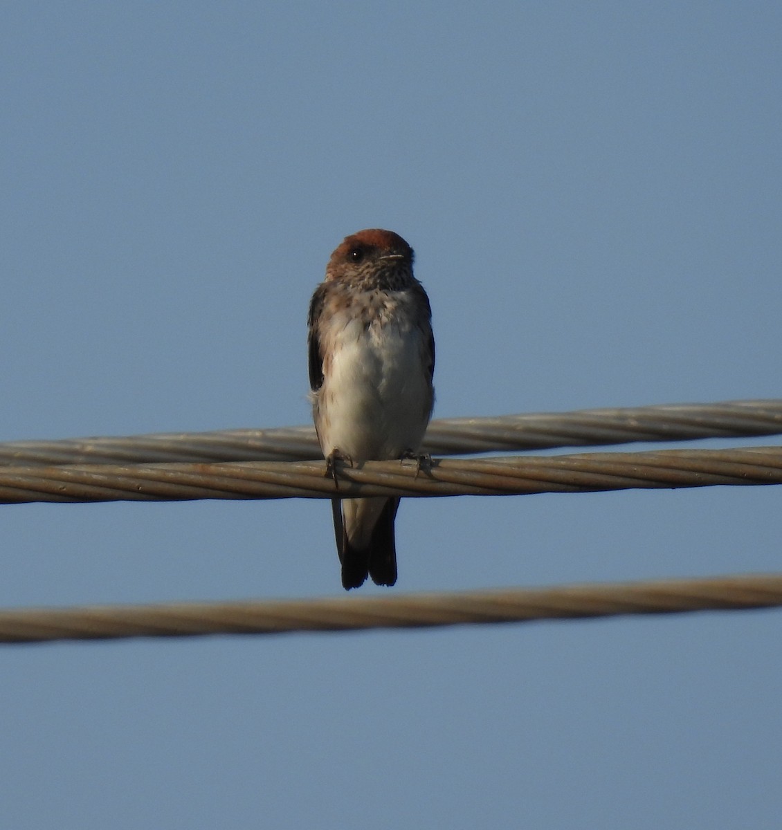 Red-rumped Swallow - ML620522936