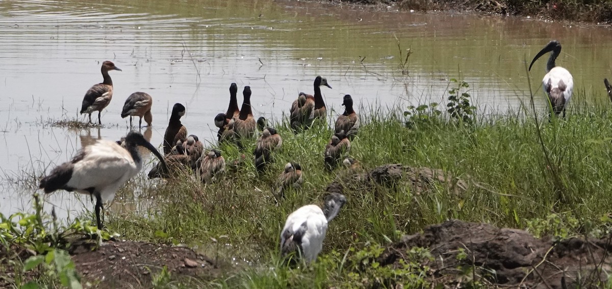 African Sacred Ibis - ML620522939