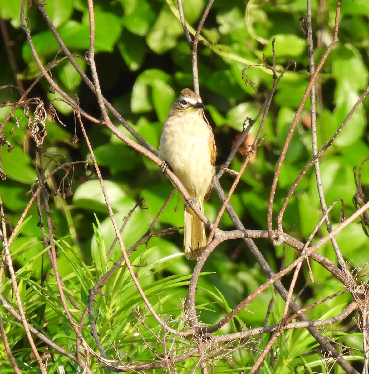 Bulbul à sourcils blancs - ML620522941