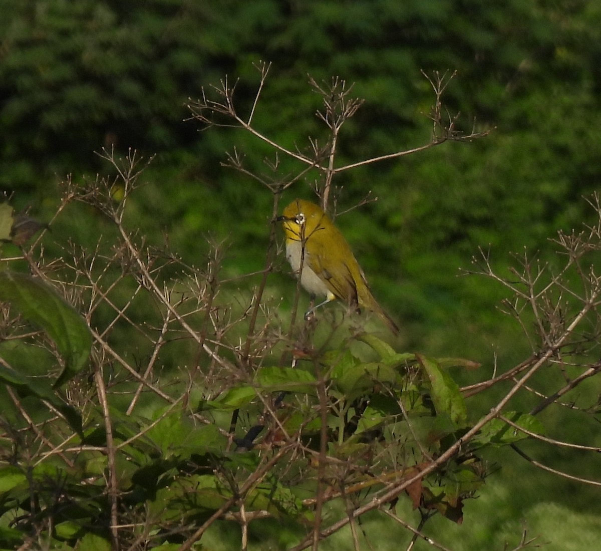 Bengal Gözlükçüsü - ML620522942