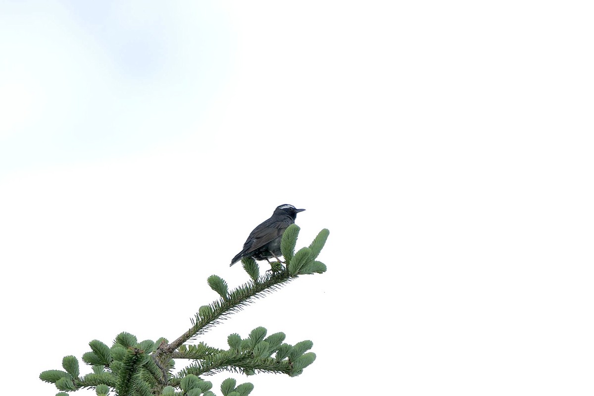 Siberian Thrush - ML620522947