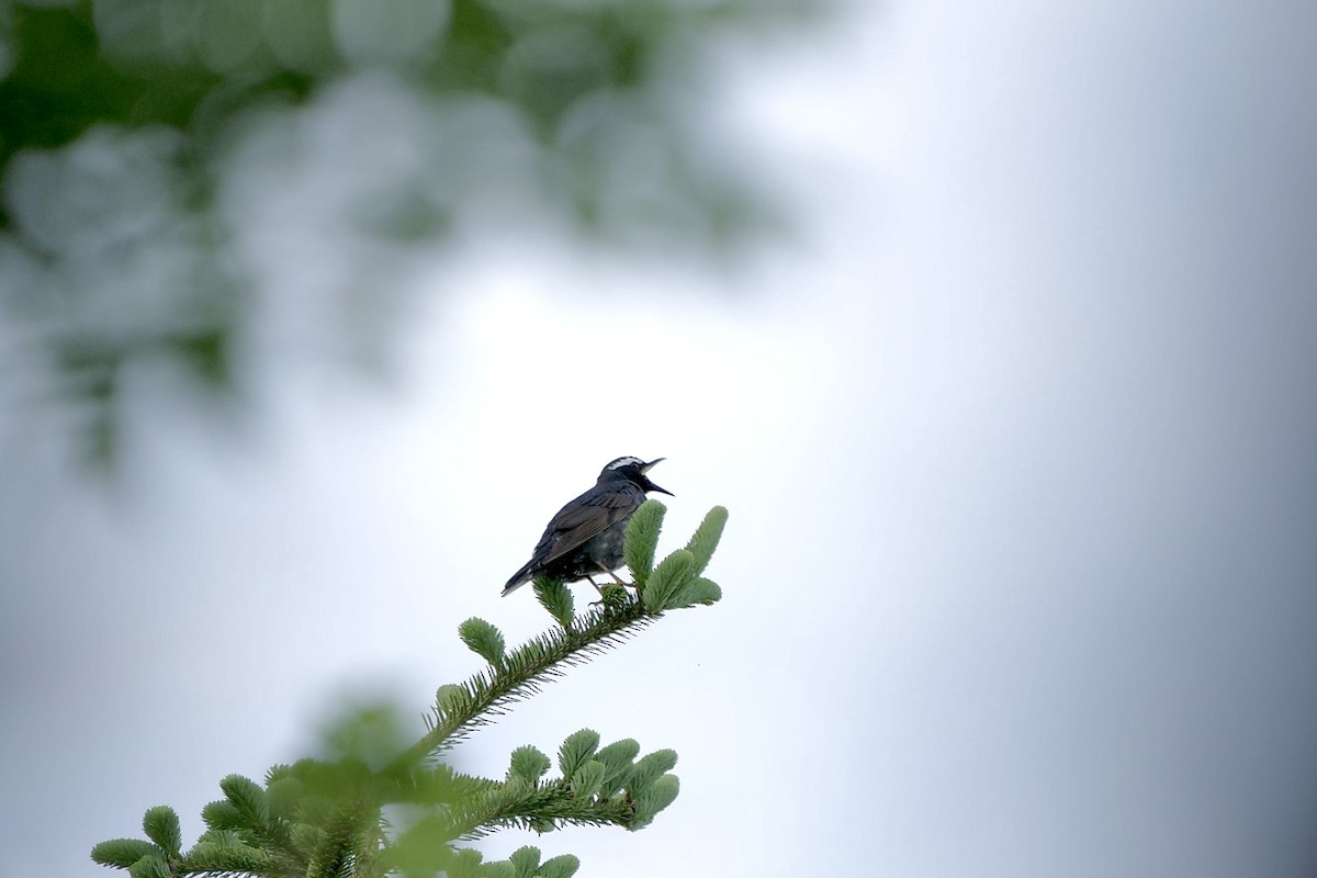 Siberian Thrush - ML620522950