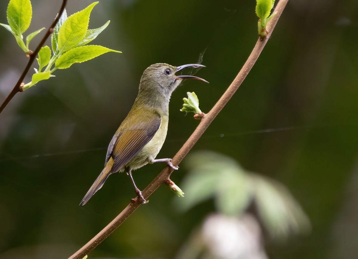 Green-tailed Sunbird - ML620522951