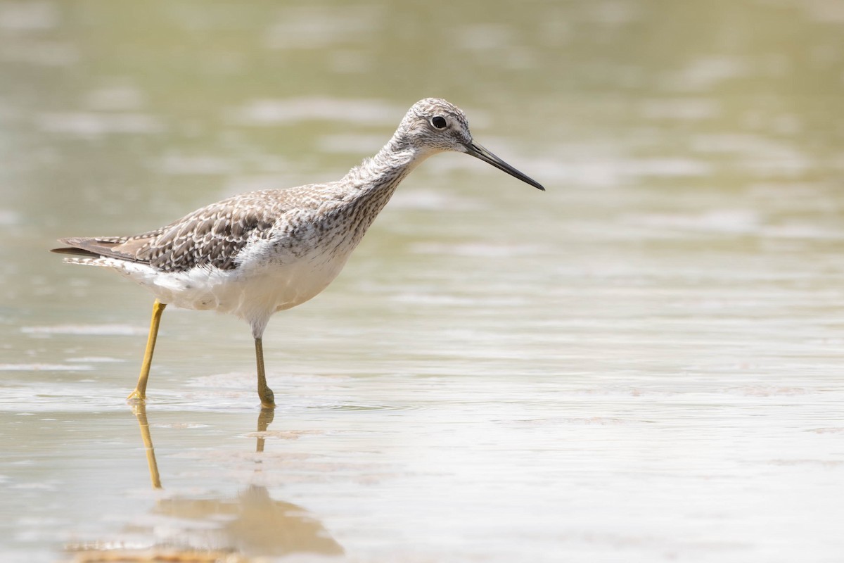 Greater Yellowlegs - ML620522957