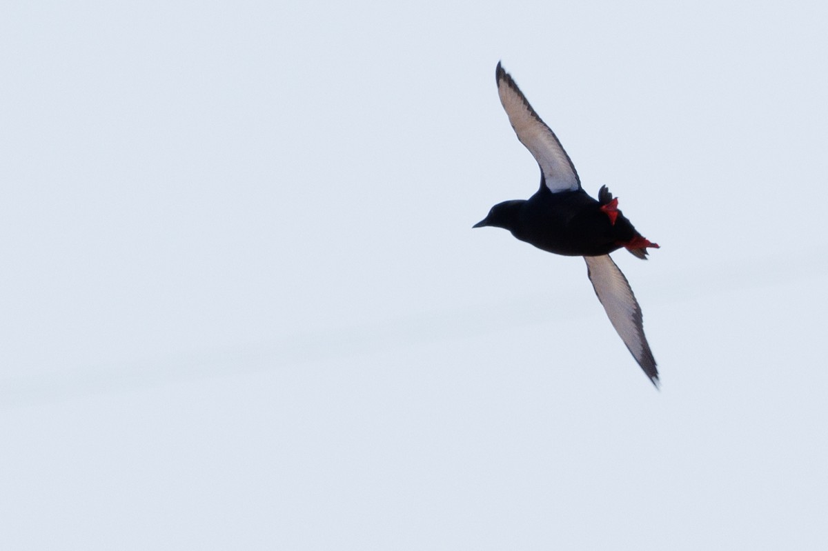 Black Guillemot - ML620522960