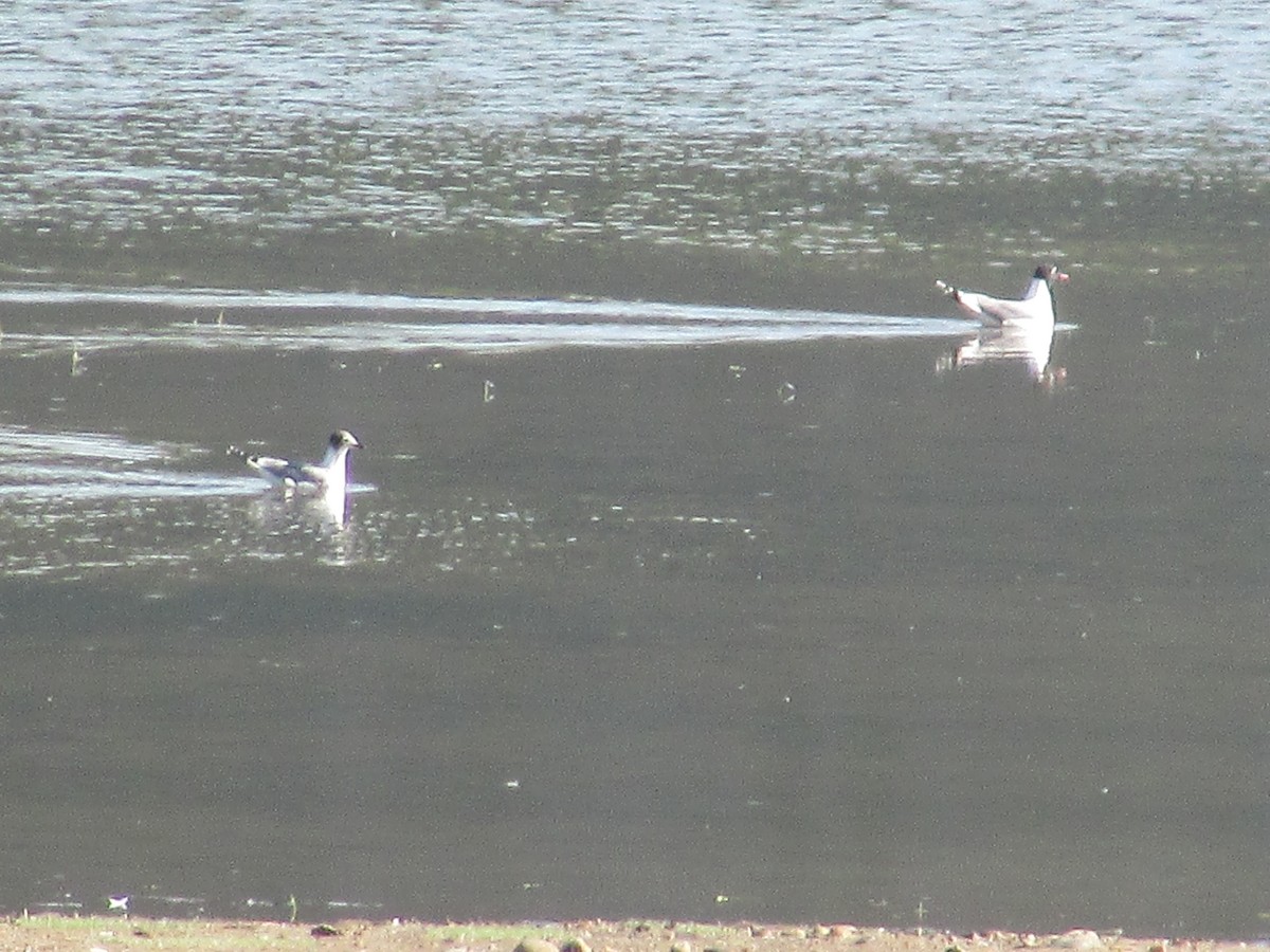 Franklin's Gull - ML620522961