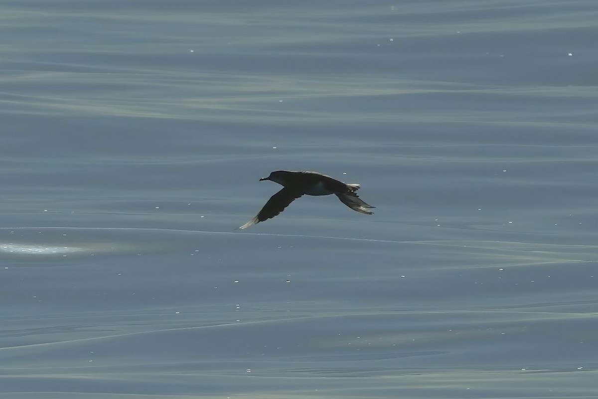 Hutton's Shearwater - ML620522962