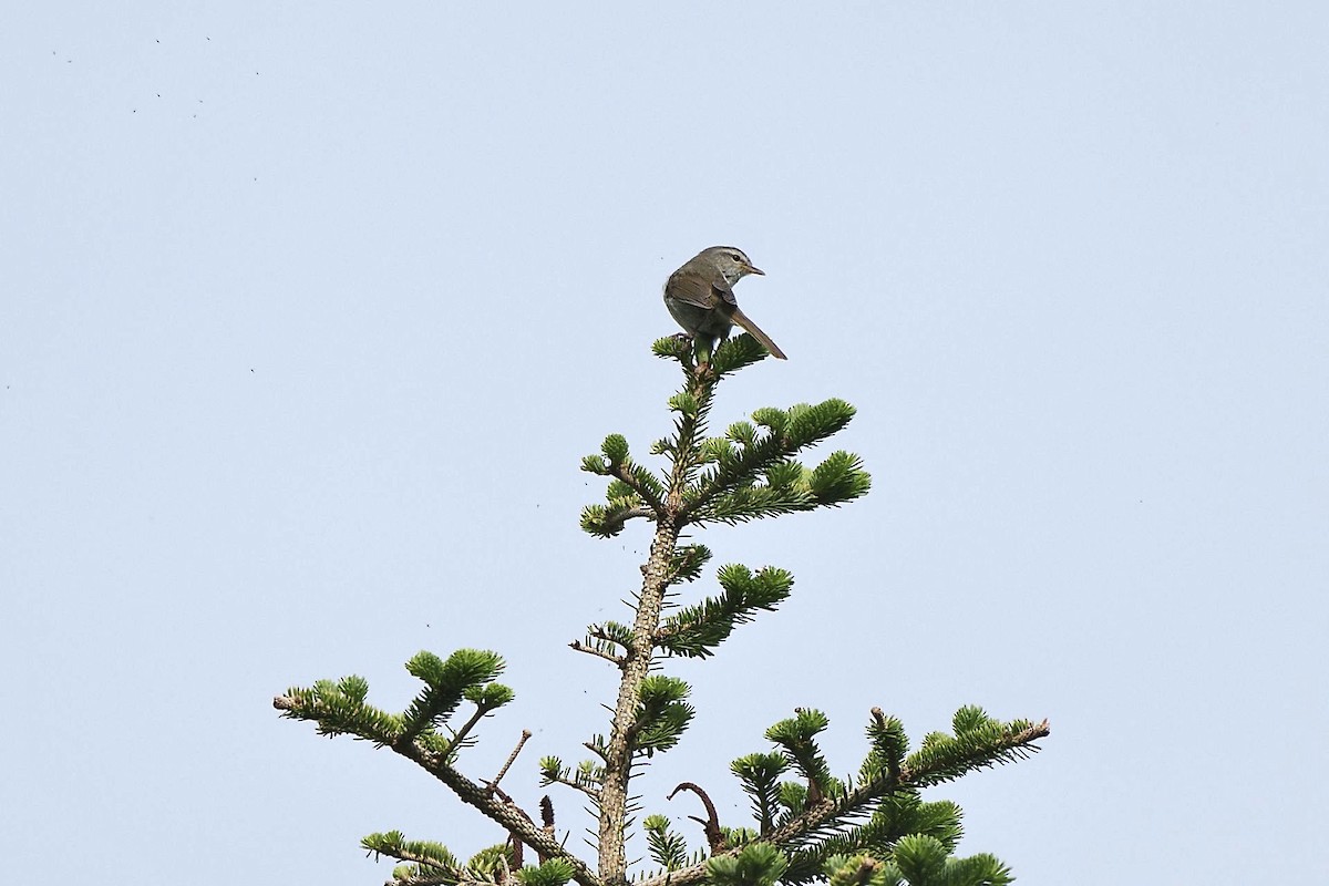 Japanese Bush Warbler - ML620522967