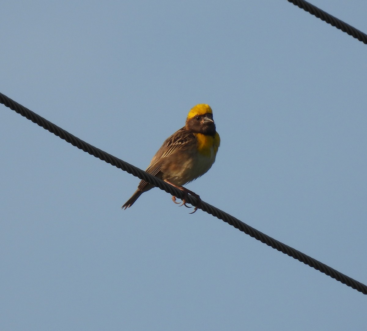 Baya Weaver - ML620522968