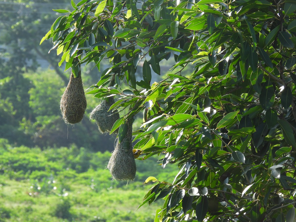 Baya Weaver - ML620522972