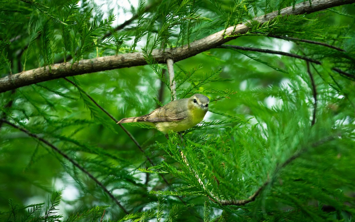 Philadelphia Vireo - ML620522984