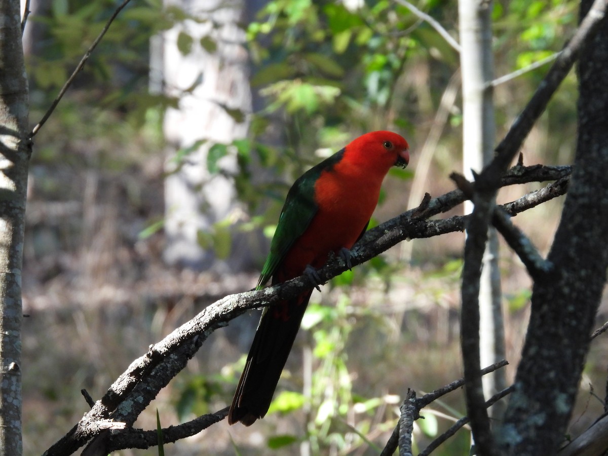 Australian King-Parrot - ML620522992