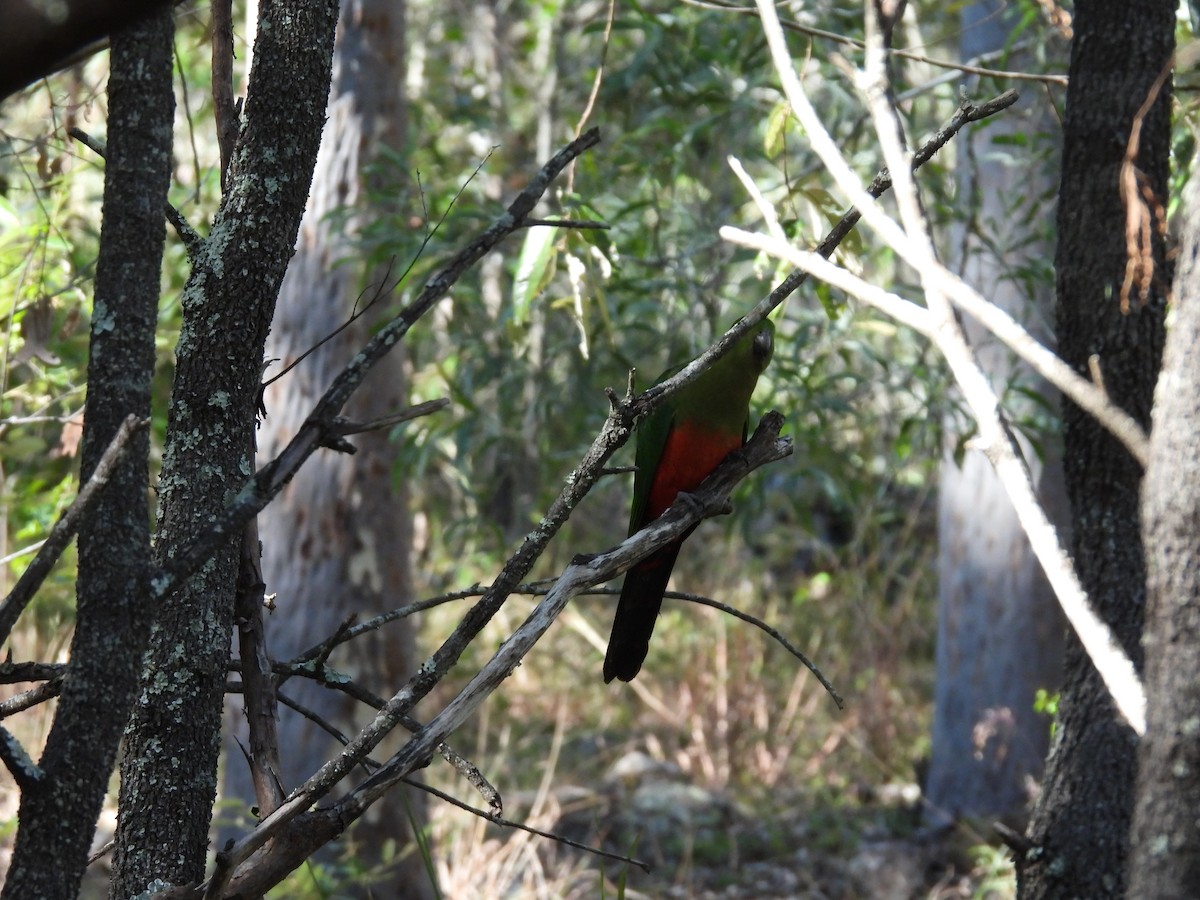 Australian King-Parrot - ML620522993