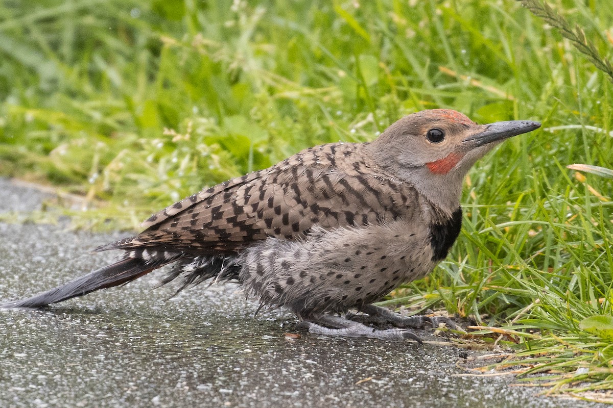 Northern Flicker - ML620522994