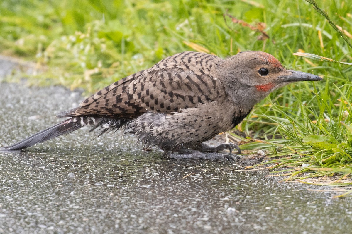 Northern Flicker - ML620522997