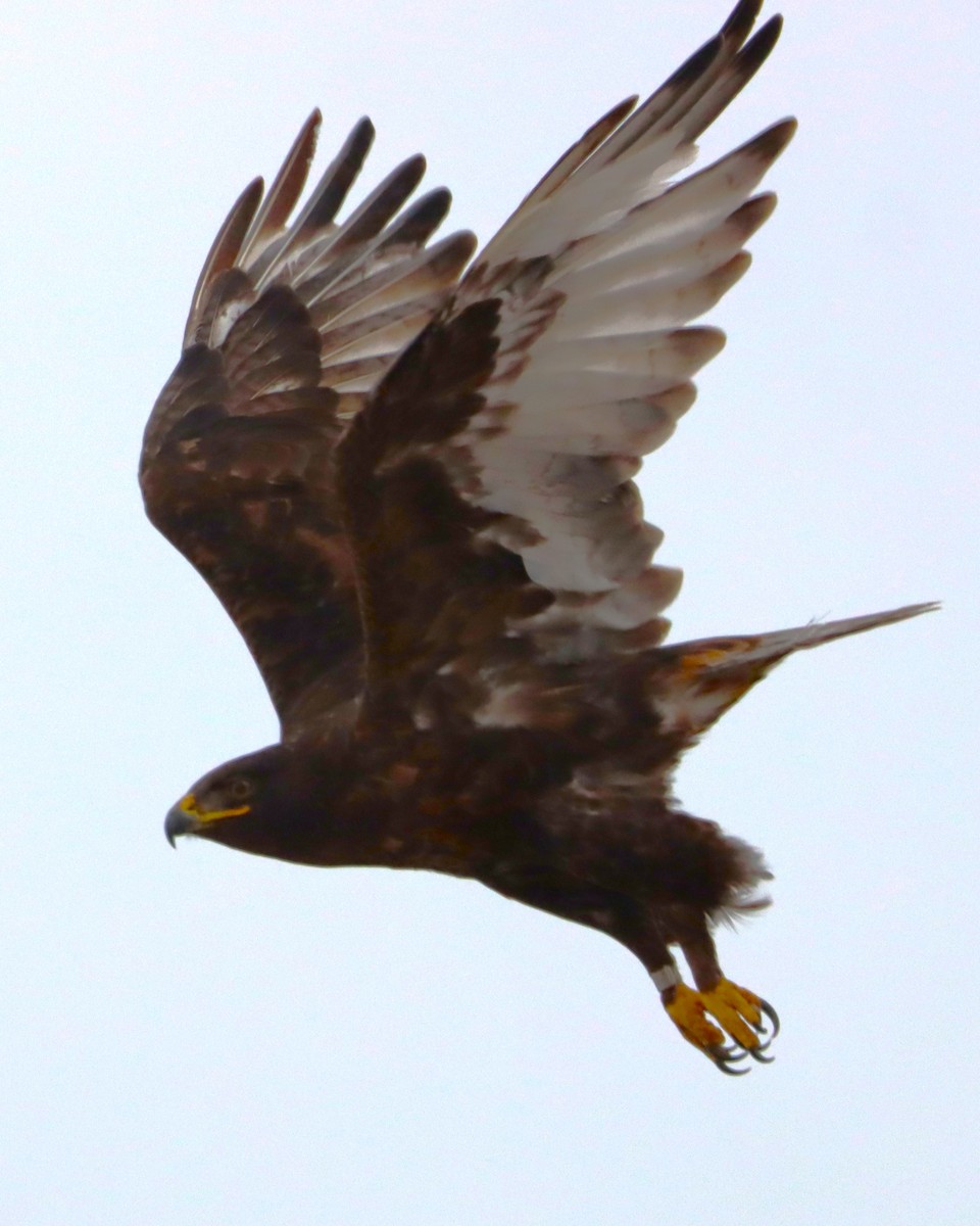 Ferruginous Hawk - ML620523001