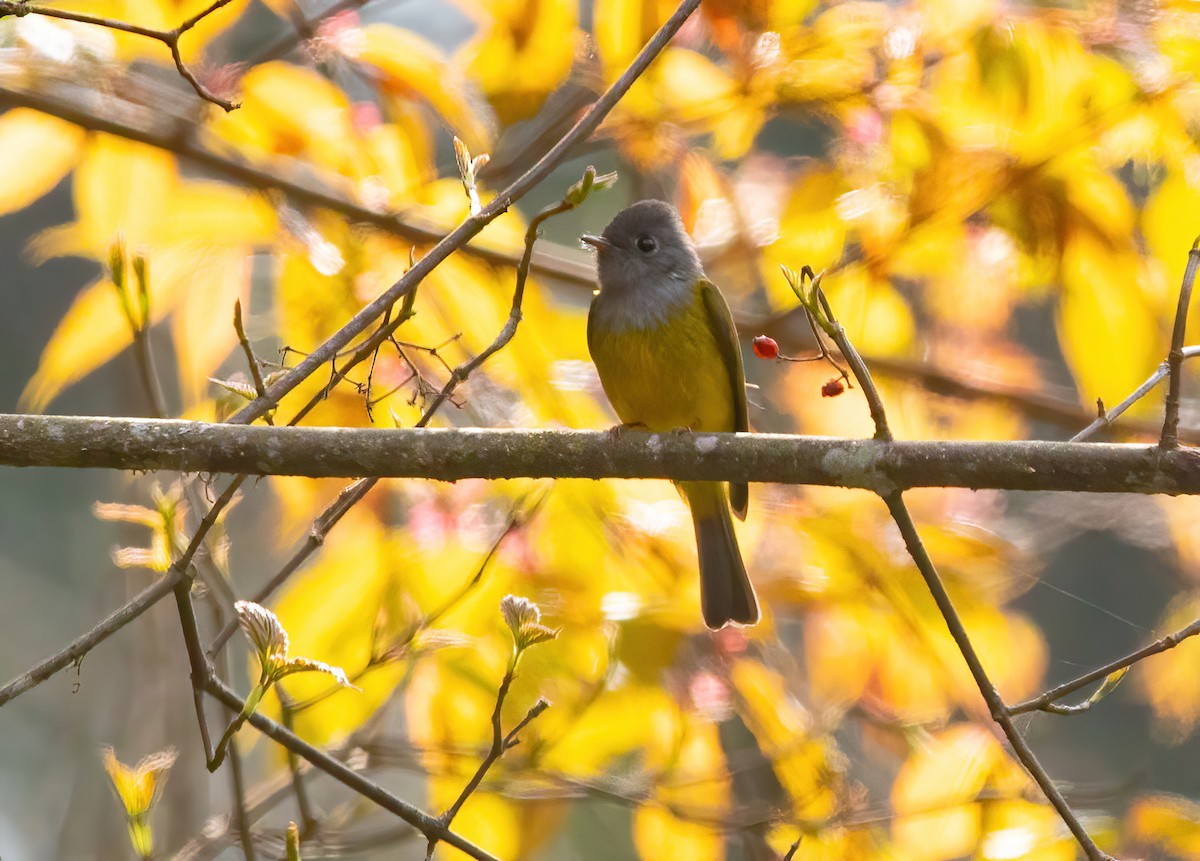 Gray-headed Canary-Flycatcher - Sathyan Meppayur