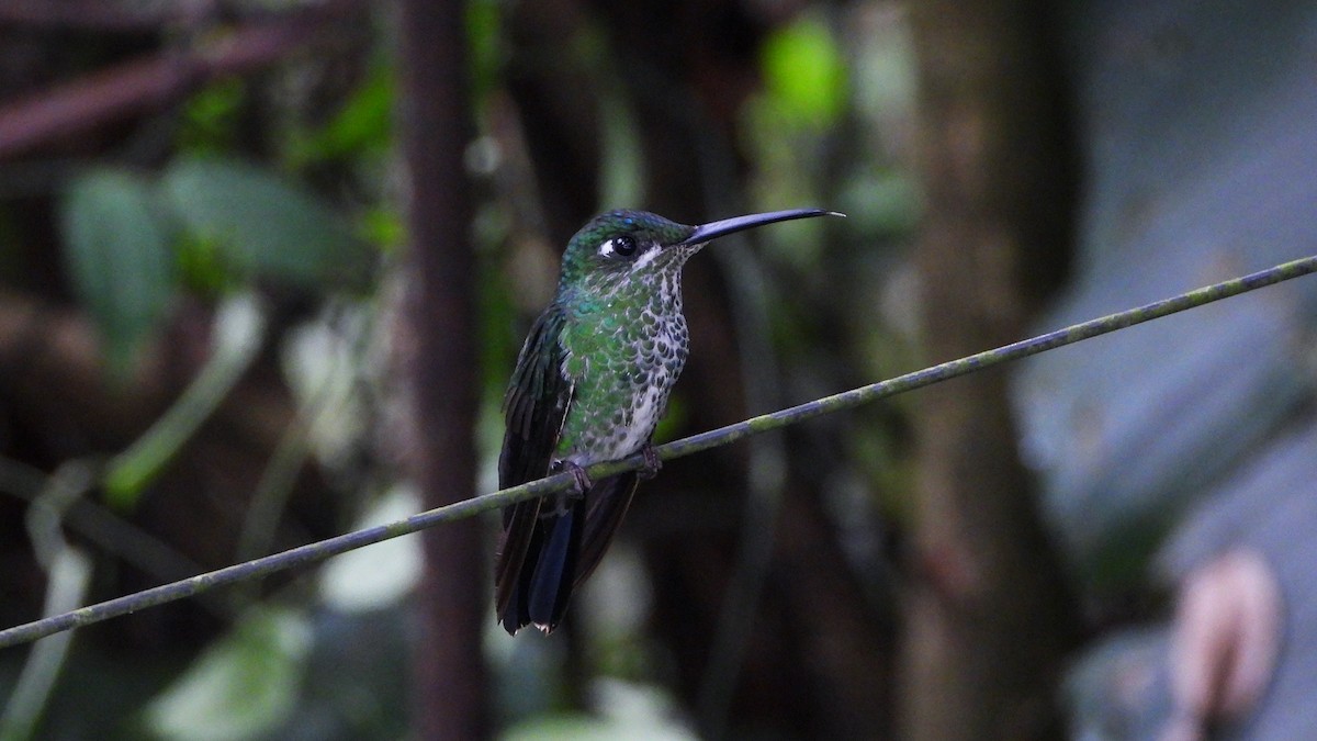 Grünstirn-Brillantkolibri - ML620523010