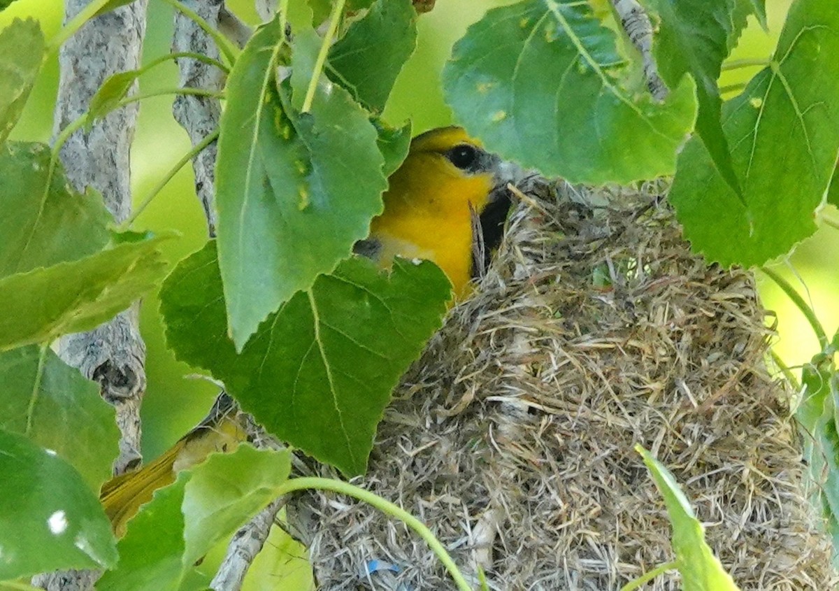 Bullock's Oriole - ML620523013