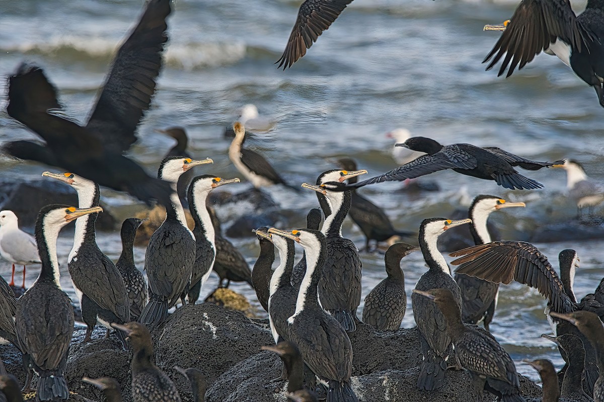 Pied Cormorant - ML620523024