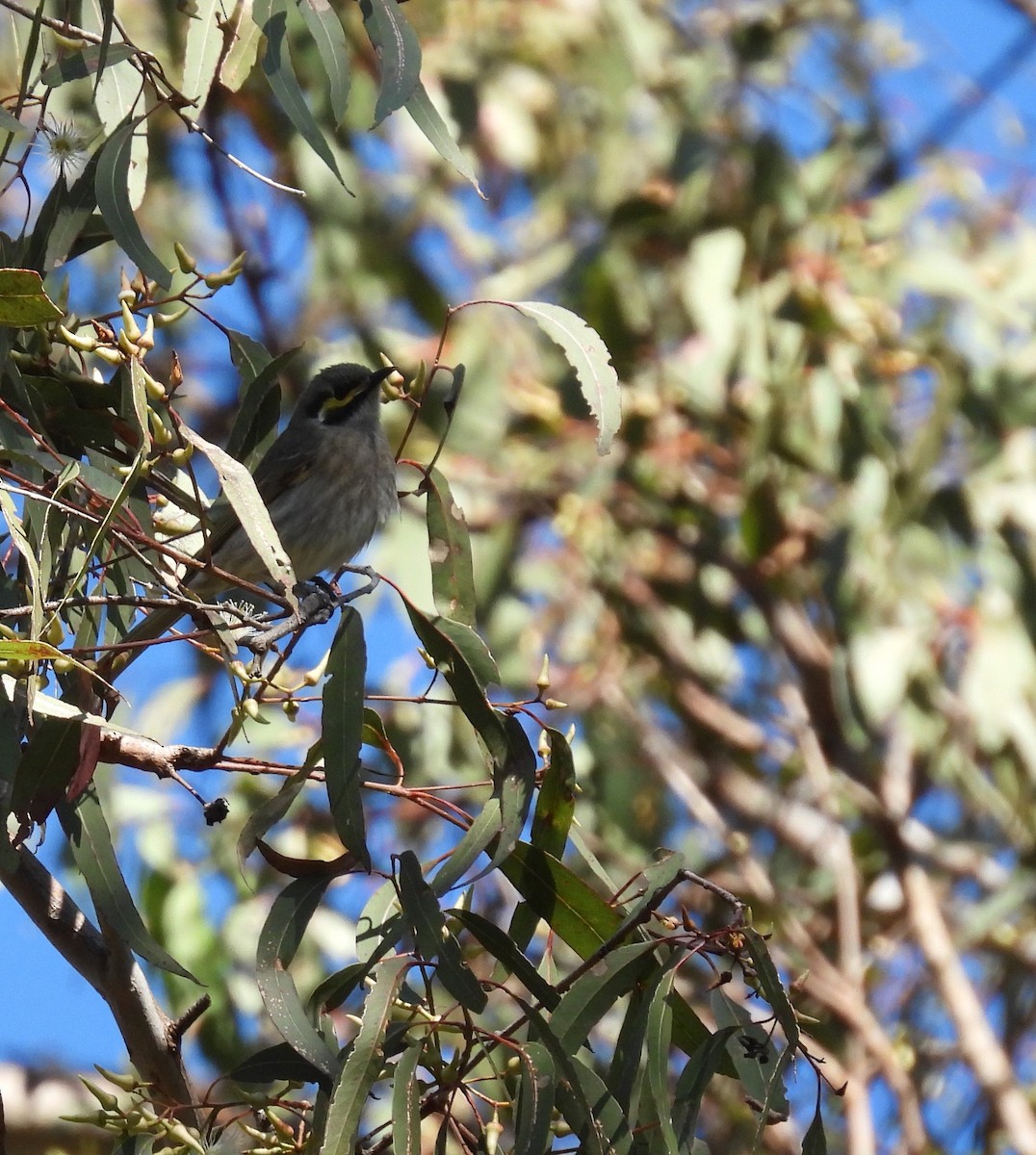 Yellow-faced Honeyeater - ML620523025