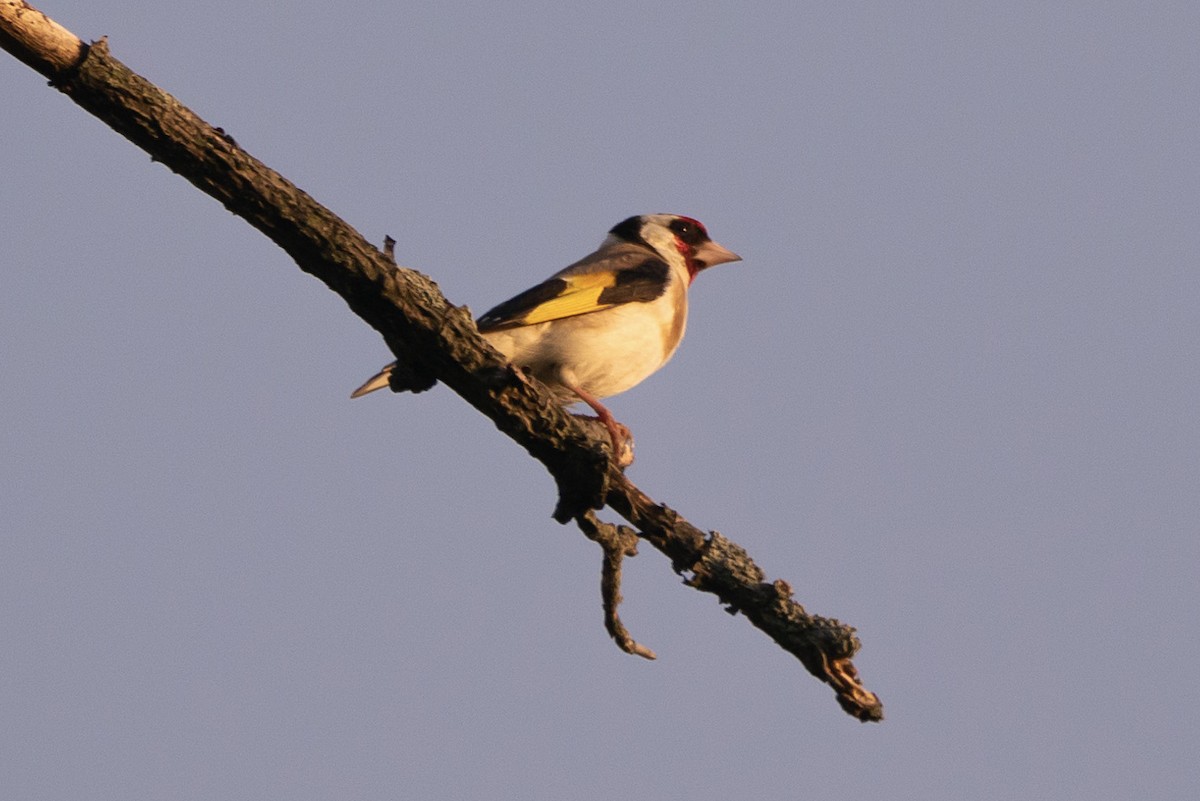 European Goldfinch - ML620523029