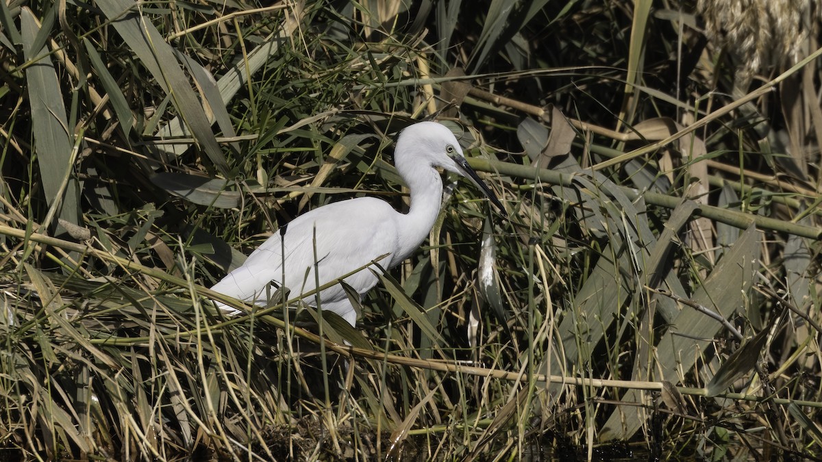 Little Egret (Western) - ML620523038