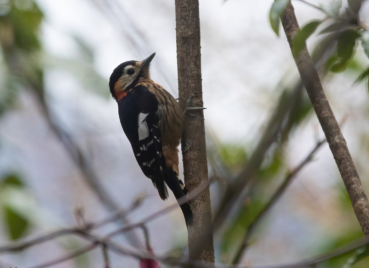 Crimson-naped Woodpecker - ML620523040