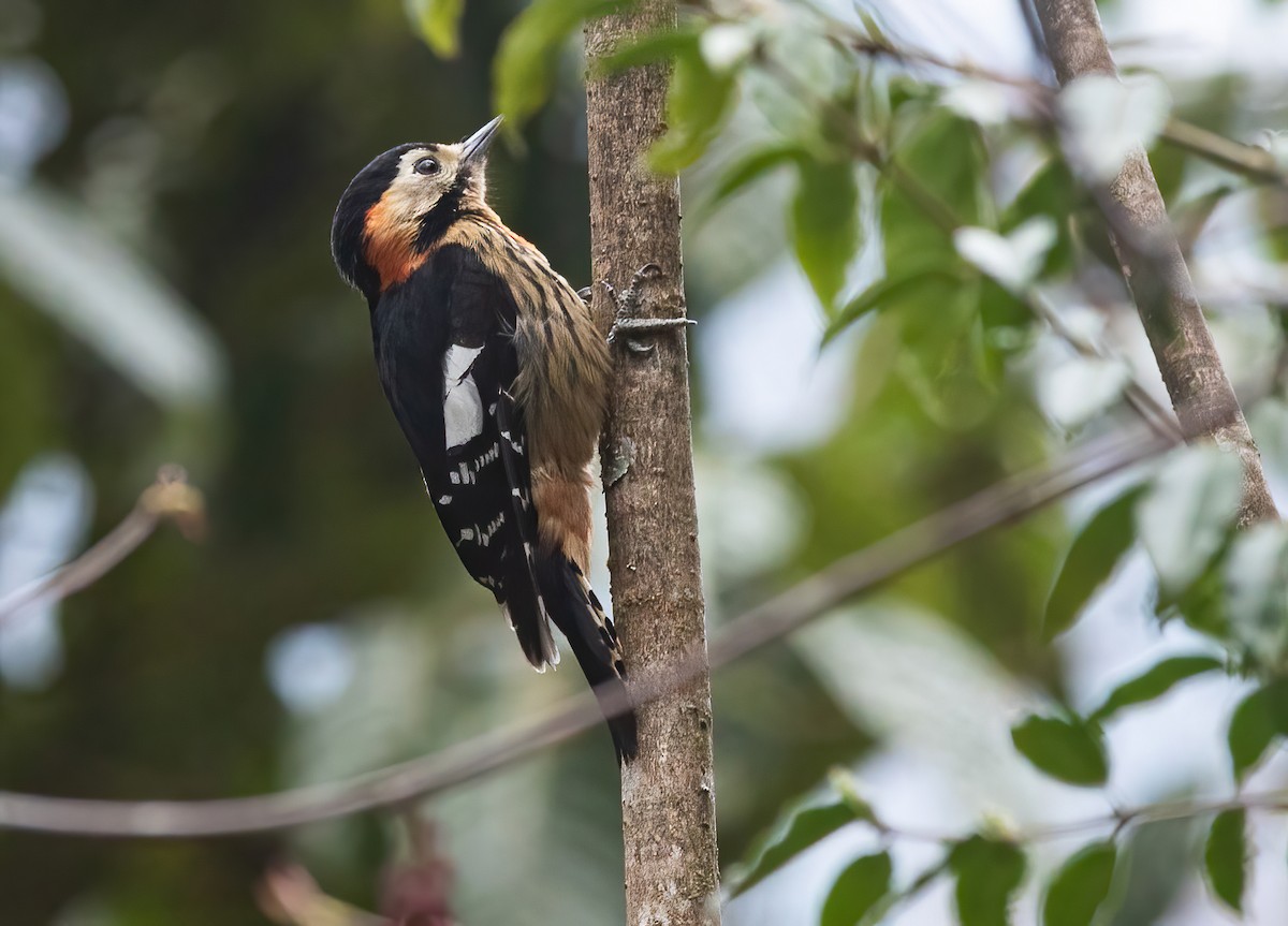 Crimson-naped Woodpecker - ML620523043