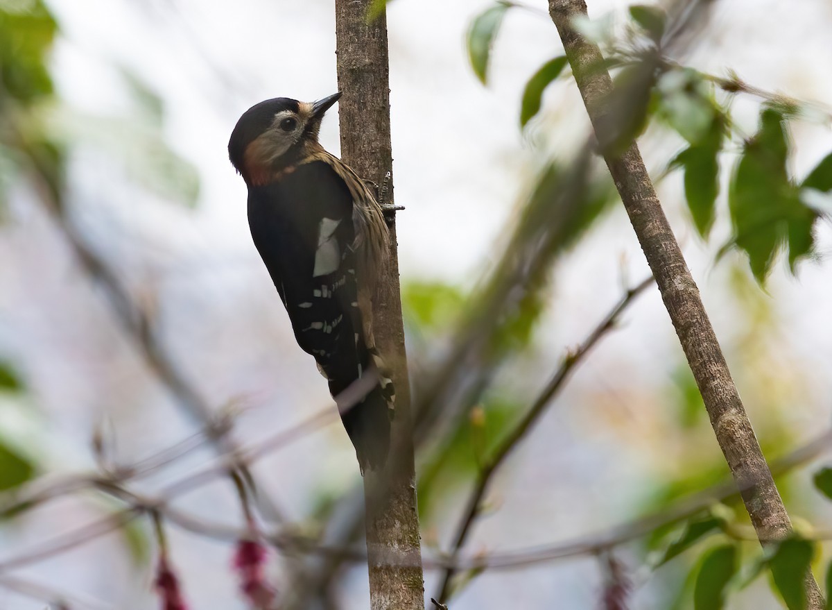 Crimson-naped Woodpecker - ML620523045