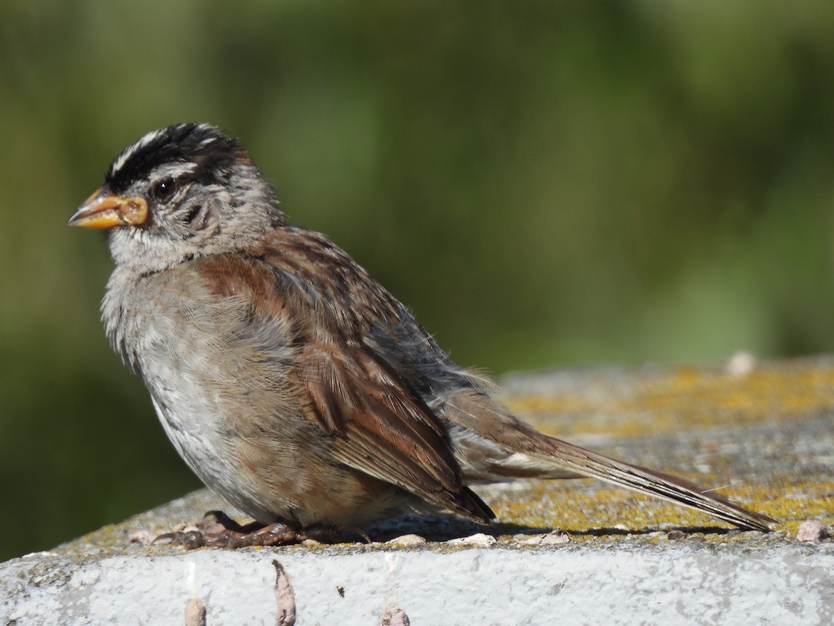 White-crowned Sparrow - ML620523053