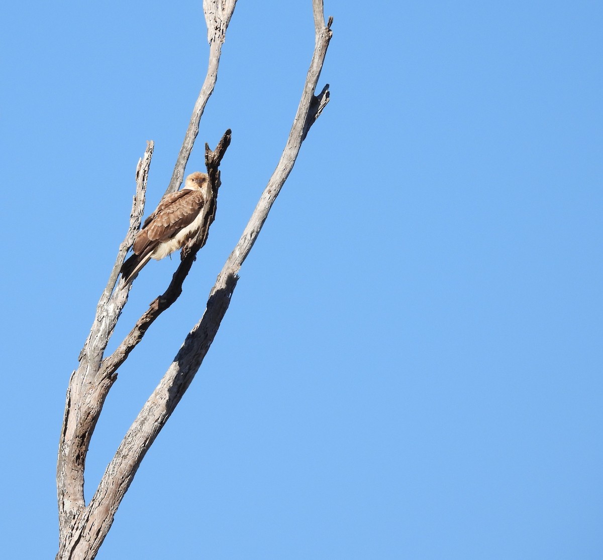 Whistling Kite - ML620523056