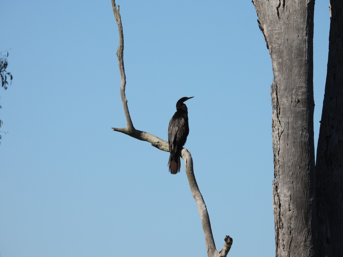 Anhinga Australiana - ML620523057