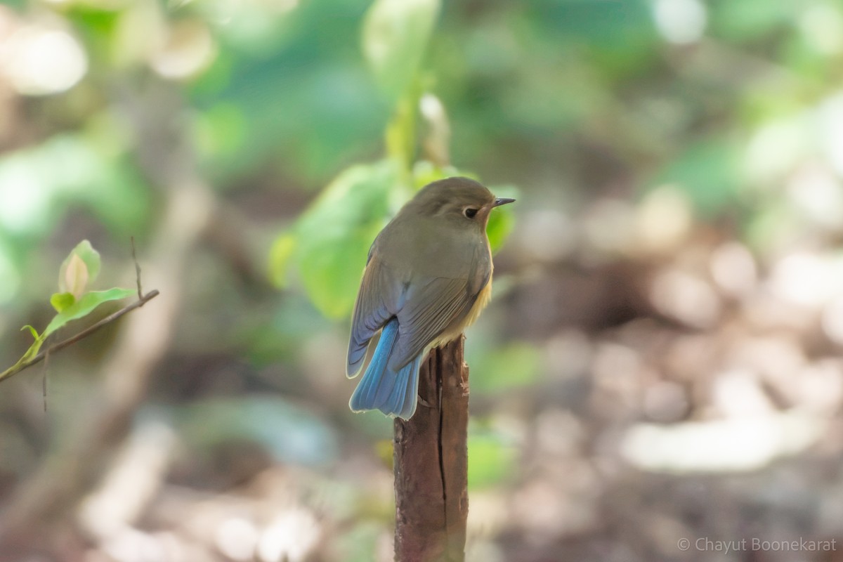 Red-flanked/Himalayan Bluetail - ML620523059