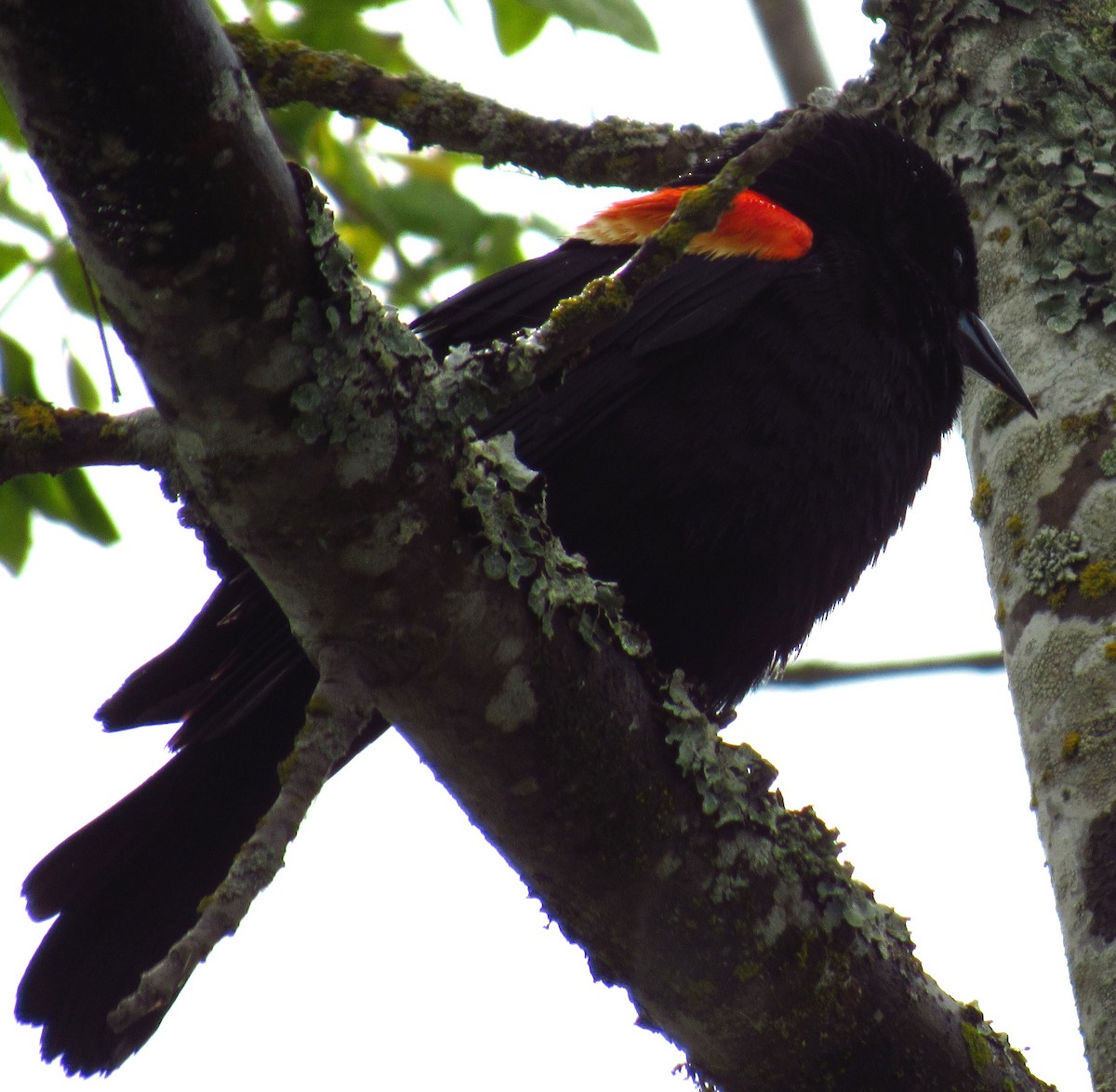 Red-winged Blackbird - ML620523061