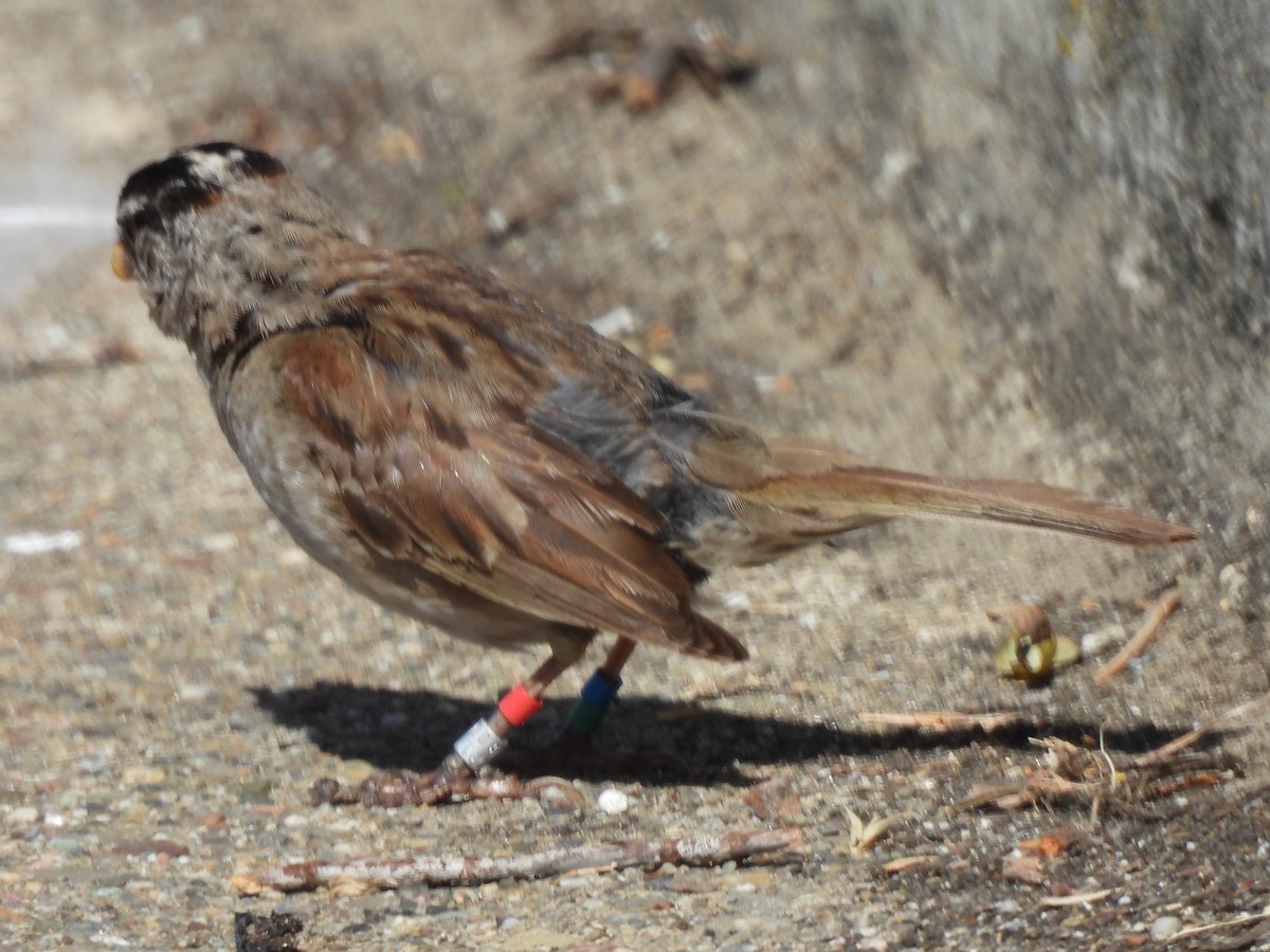 White-crowned Sparrow - ML620523063