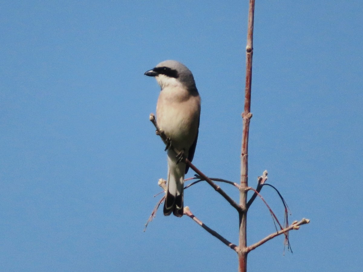 Red-backed Shrike - ML620523065