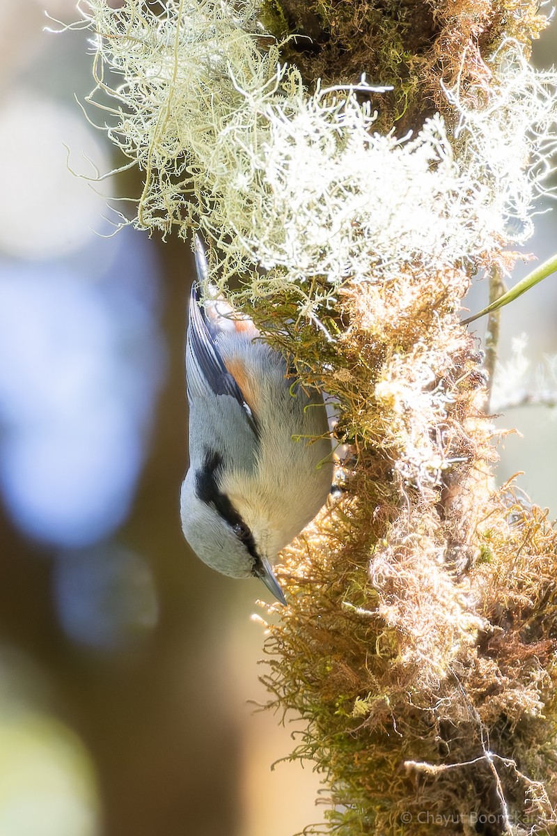 Chestnut-vented Nuthatch - ML620523066