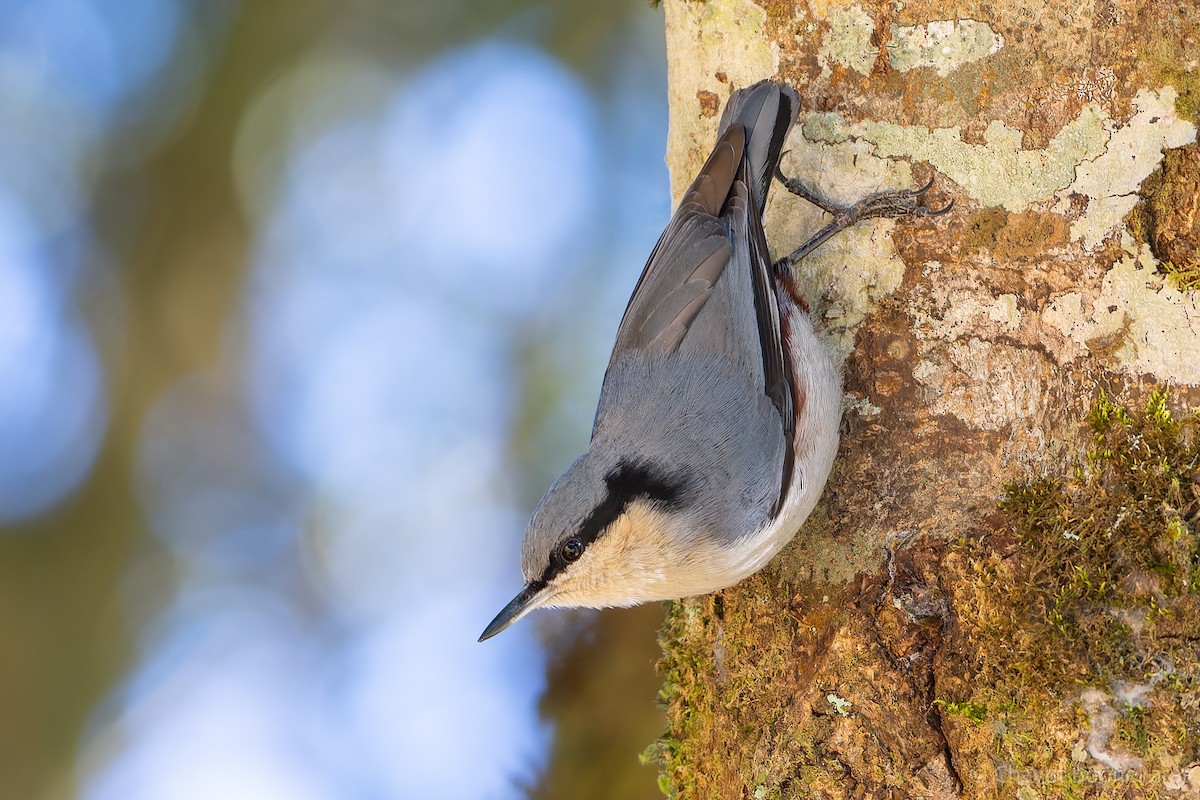 Chestnut-vented Nuthatch - ML620523067