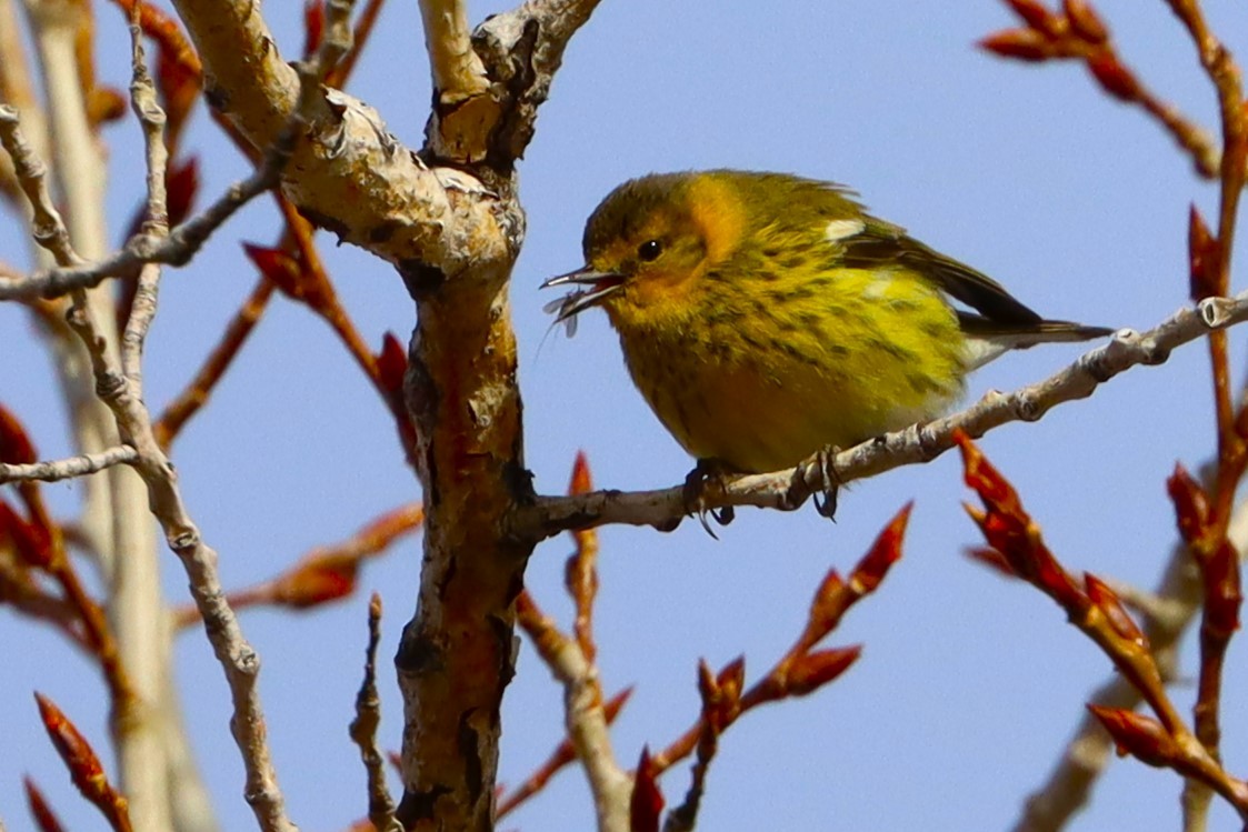 Cape May Warbler - ML620523068